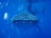 Whalle Shark (6)