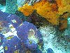 Cozumel (74)