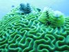 Christmas Tree in Brain Coral 